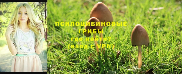 PSILOCYBIN Заводоуковск